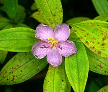 Malabar melastome grows along the banks of the river. Malabar Melastome.JPG