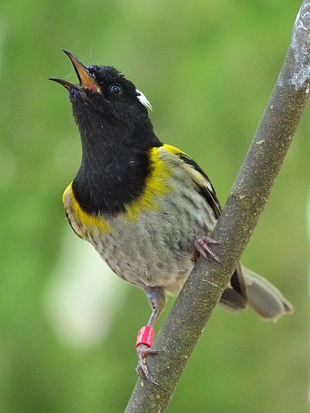 File:Male hihi singing.jpg