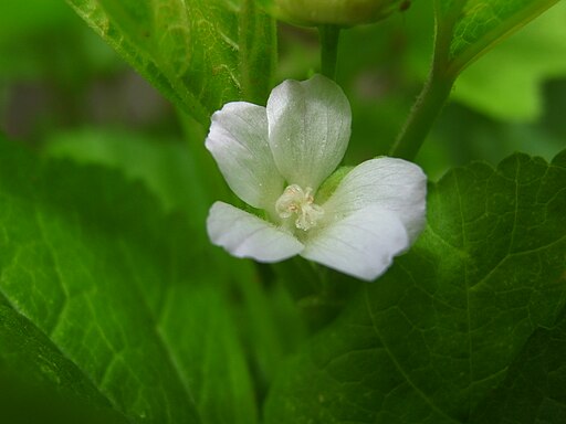 Malva verticillata 4