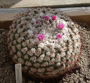 Mammillaria sonorensis 03.jpg