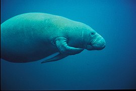 Manatee Scratching - DPLA - 8bbdab0b8a4775a6b882cd8999077b61.JPG