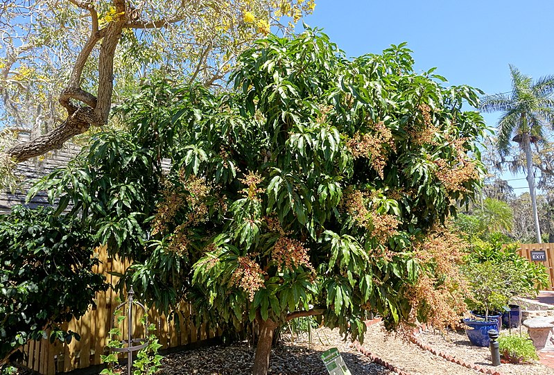 File:Mangifera indica 'Nam Doc Mai' - Marie Selby Botanical Gardens - Sarasota, Florida - DSC01674.jpg