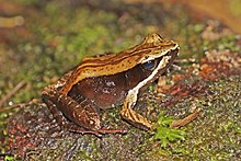 Mantellid frog (Mantidactylus melanopleura) Ranomafana.jpg