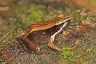 <i>Mantidactylus melanopleura</i> Species of frog