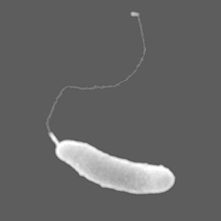 <i>Marinomonas arctica</i> Species of bacterium