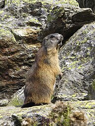 State Animal of the Independent Principality of Liechtenstein