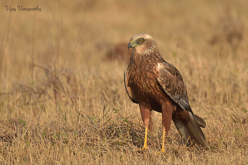 File:Marsh Harrier by Vijay Vanaparthy.jpg