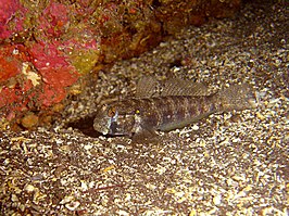 Mauligobius maderensis