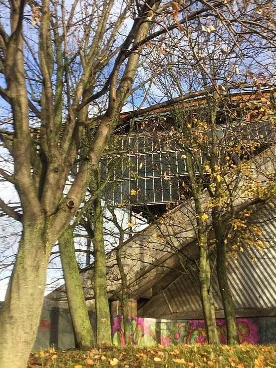 Threatened trees outside at Edinburgh's dilapidated Meadowbank Stadium in November 2018