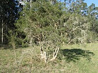 Melaleuca alternifolia