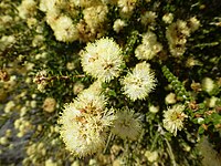 Melaleuca huttensis