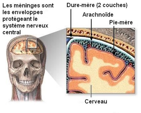 Pie-mère