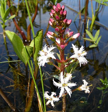 Menyanthes