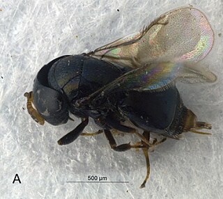 <i>Mesopeltita</i> Species of wasp