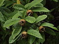 Cluster of fruit