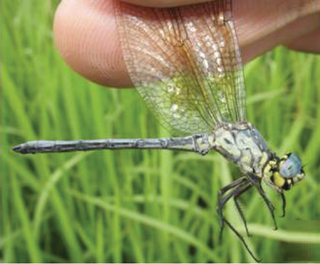 <i>Micromacromia flava</i> Species of dragonfly