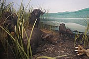 Wet World: Cape Buffalo