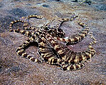 Mimic Octopus 1.jpg