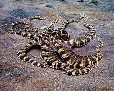 Mimic Octopus 1.jpg