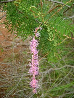 Mimosa verrucosa01.jpg