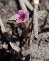 Mimulus leptaleus