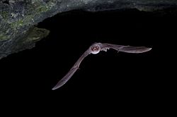 Common bent-winged bats with a population of over 60,000 in the Kogelbeen Caves Miniopterus scheibersii 01.jpg