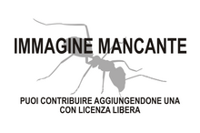 Immagine di Tanaostigmatidae mancante