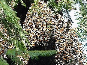 Cluster of monarchs on a tree limb near Angangueo Monarchs overwintering Angangueo site in Mexico.jpg