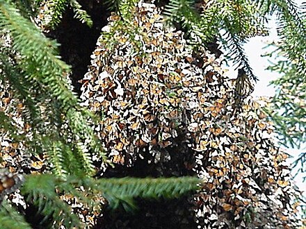 Cluster of monarch butterflies on a tree