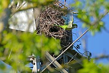 Feral in Spain Monk Parakeet (Myiopsitta monachus) leaving its nest ... (26562945892).jpg