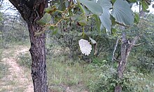 Mopane worm egg cluster