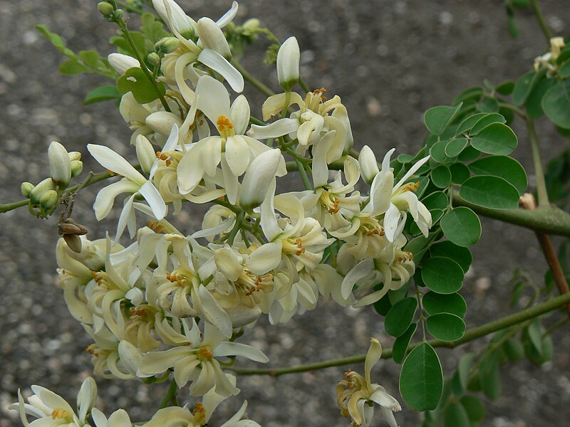 File:Moringa oleifera (537119922).jpg