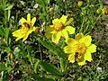 La fleur moutarde jaune