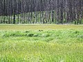 Schlammsee, Bob Marshall Wilderness - panoramio.jpg