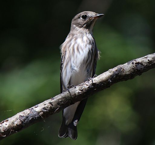 Muscicapa griseisticta