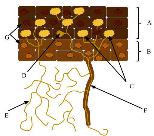 File:Mycorrhiza.svg