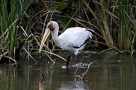 Balkšvasis gandrėnas (Mycteria cinerea)