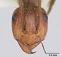 Myrmecocystus melliger casent0105637 head 1. jpg