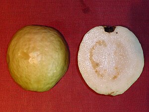 Myrtaceae- Psidium guajava (guava) 2.jpg