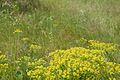 Euphorbia cyparissias