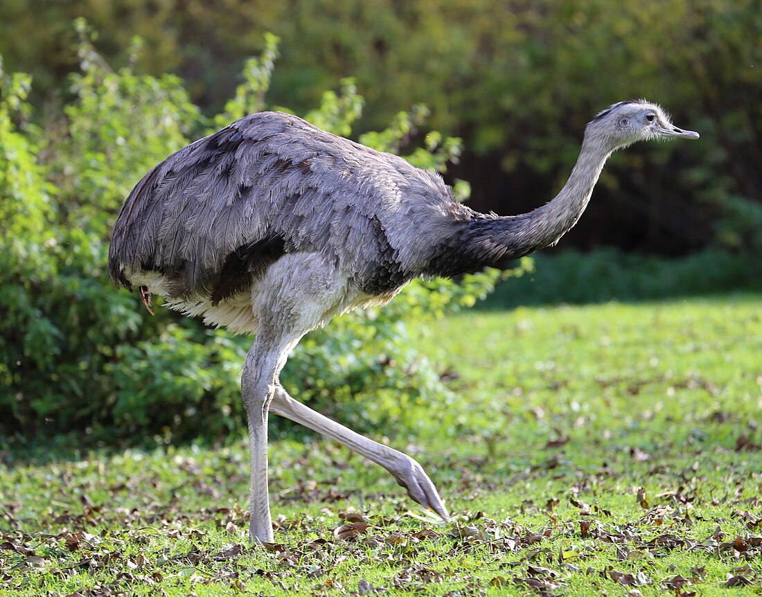 Greater rhea