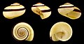 * Nomination Shell of a Yellow Naninia Snail, Naninia citrina --Llez 05:18, 14 July 2013 (UTC) * Promotion Nice. --Mattbuck 08:15, 14 July 2013 (UTC)