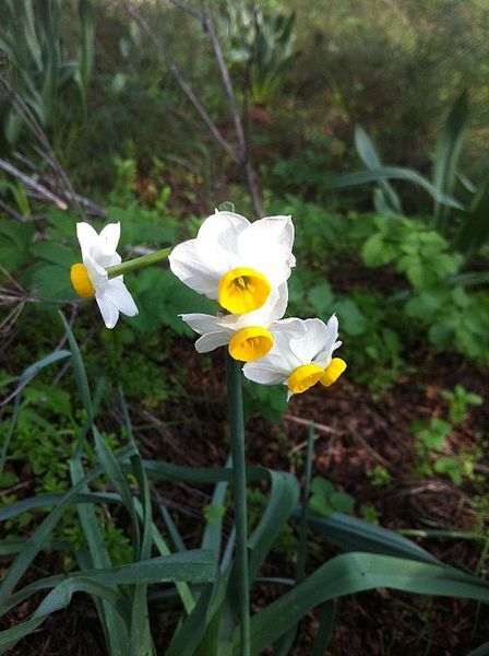 File:Narcissus tazetta in Tel anafa.jpg