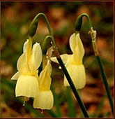 Flower of Narcissus triandrus