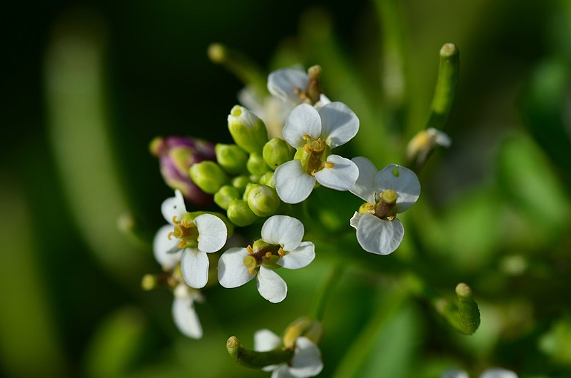 File:Nasturtium officinale (8393932917).jpg