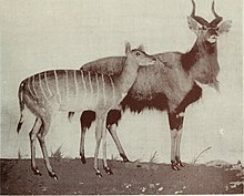 Taxiderm mounts of nyala showing the general characteristics seen in this group. Natal province - descriptive guide and official hand-book (1911) (14757455101).jpg
