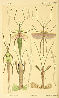 <i>Didymuria violescens</i> Species of stick insect