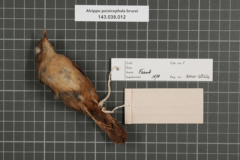 File:Naturalis Biodiversity Center - RMNH.AVES.148024 2 - Alcippe poioicephala brucei Hume, 1870 - Timaliidae - bird skin specimen.jpeg