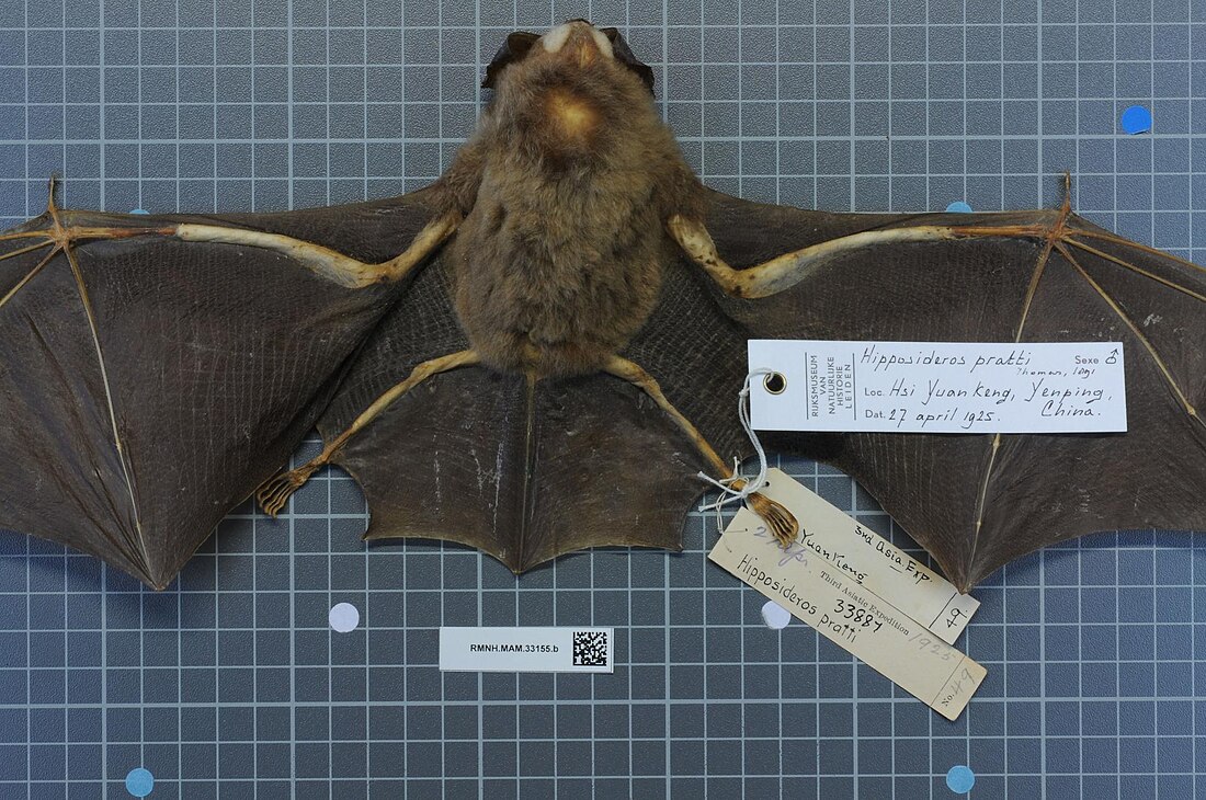 Hipposideros pratti