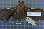 Thumbnail for Pratt's roundleaf bat